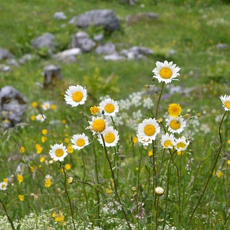 Gloesalm Leilighet Ramsau am Dachstein Eksteriør bilde